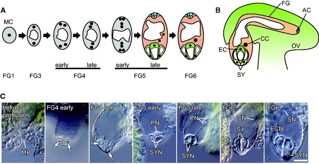 Development of the Torenia fournieri female gametophyte. Development of the Torenia fournieri female gametophyte. (A, B) Schematic of development of a Polygonum-type female gametophyte (A) and a T.