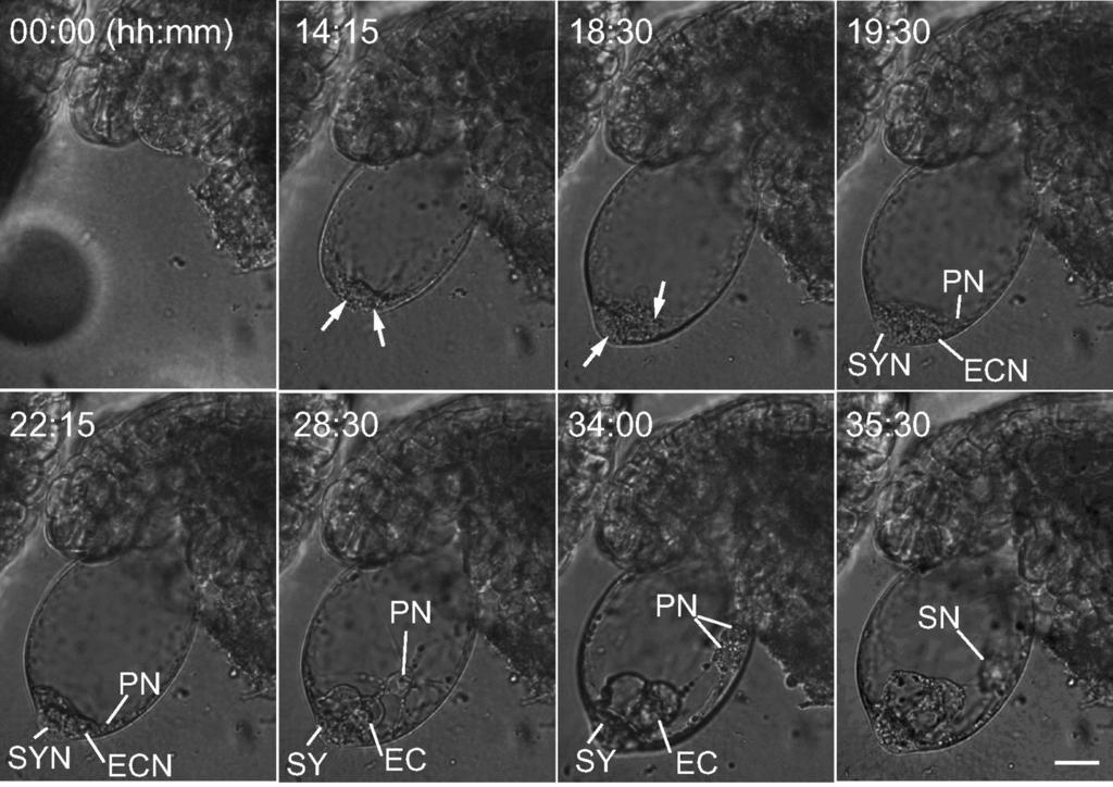 Live imaging of female gametophyte development. Live imaging of female gametophyte development. The female gametophyte developed in solid medium from protrusion to fusion of polar nuclei.