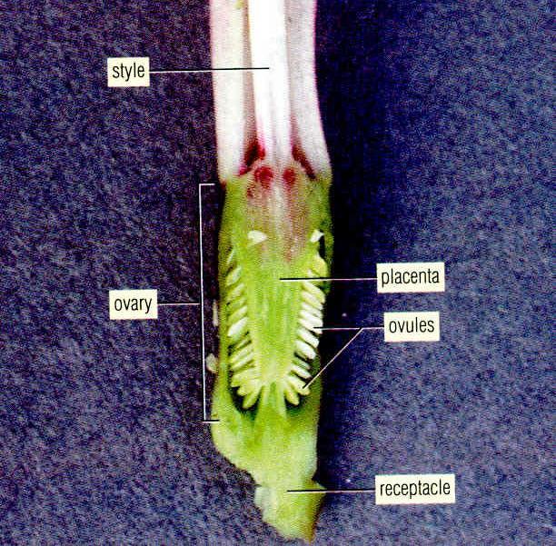 Angiosperms: