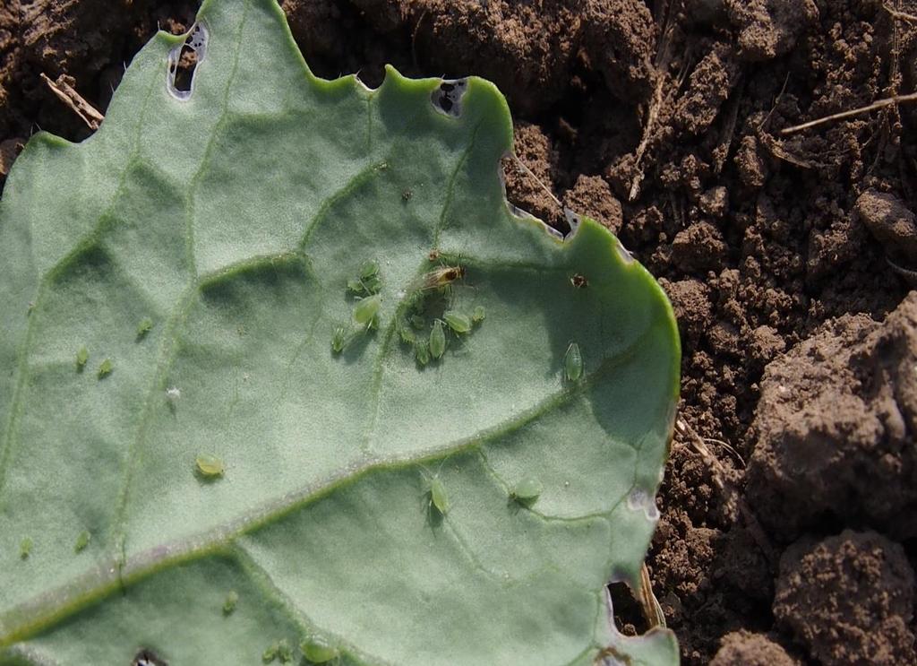 po 4 aplikacích insekticidů) škody již nastaly, zvýšení nákladů na