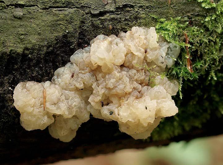 Vlevo hřib přívěskatý Boletus appendiculatus ze dne