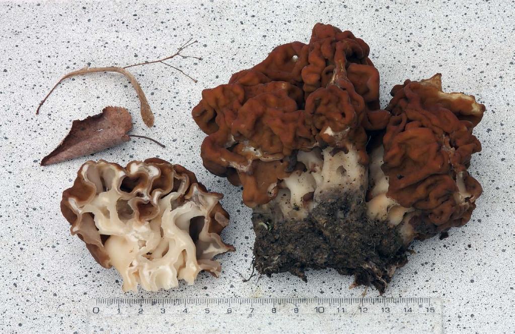 Ucháč obrovský Gyromitra gigas ze dne 23. 4.