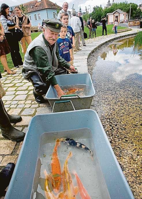 26 29. června 2018 Moje zahrada Králi rybníčků jsoukoi kapři Velké, dravé, kjídlu? Jaké ryby nasadit do zahradního jezírka? Rozhoduje jeho velikost ihloubka.