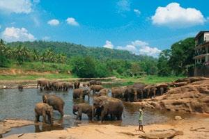 den DAMBULA přílet na Srí Lanku, přejezd na ubytování v Dambule, možnost relaxace v tropické zahradě u bazénu, večeře, nocleh 3.