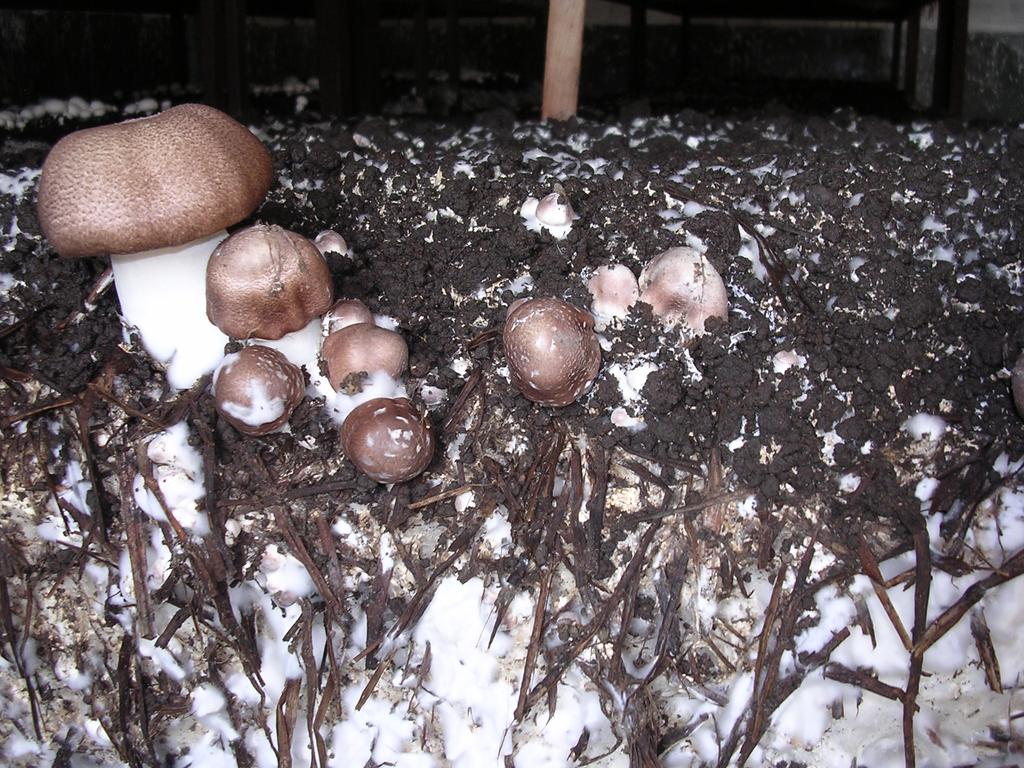 Žampión mandlový Agaricus subrufesscens