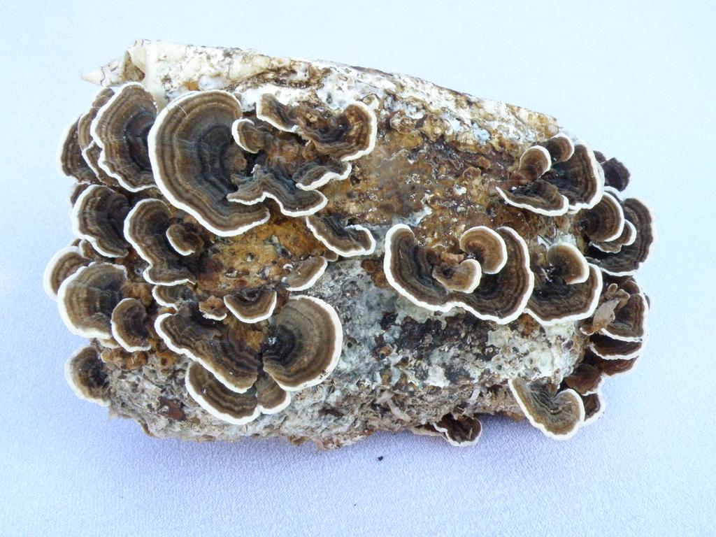 Outkovka pestrá Trametes versicolor 20.