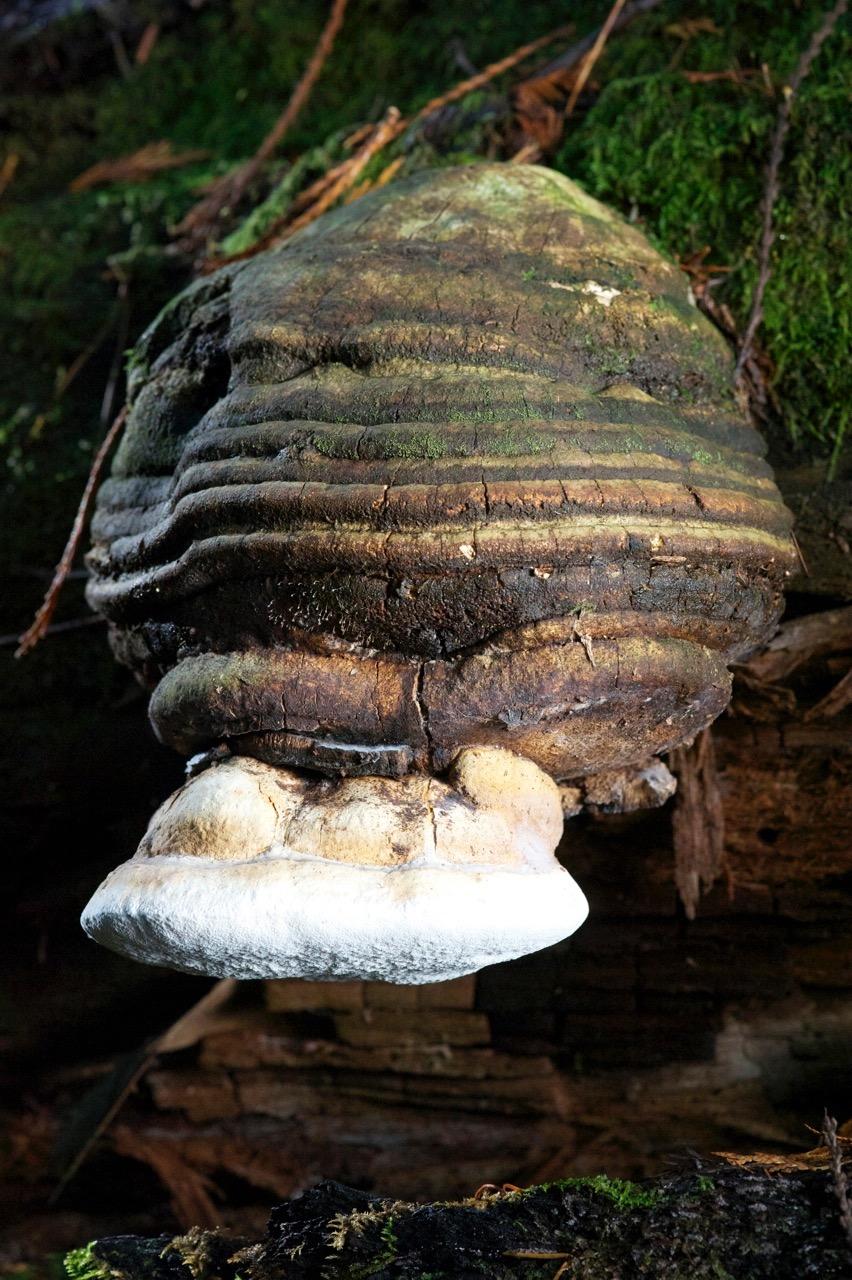 Verpáník lékařský Laricifomes officinalis Mykosteriny,