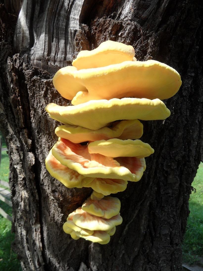 Sírovec žlutooranžový Laetiporius sulphureus Polysacharidy Léčba diabetu