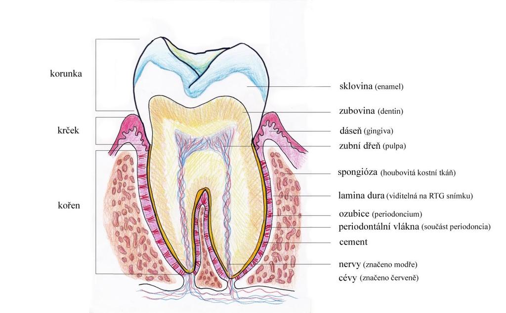 1. Anatomie tvrdých zubních tkání Zub je tvrdý útvar v dutině ústní. Slouží hlavně k uchopování, oddělování a rozmělňování potravy. Zuby se skládají ze tří částí, z kořene, krčku a korunky.