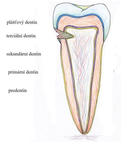 jeho tvorba probíhá podstatě nižší rychlostí, než tomu bylo u primárního dentinu. Nejblíže sklovině je dentin plášťový, obsahující svazečky kolagenních alfa-vláken.