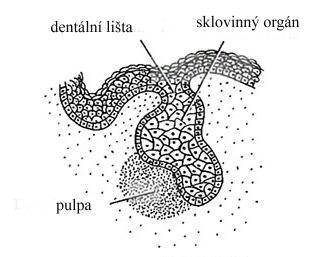 buňky sklovinného orgánu mění ve vnitřní sklovinný epitel. Navenek je sklovinný orgán ohraničen zevním sklovinným epitelem.
