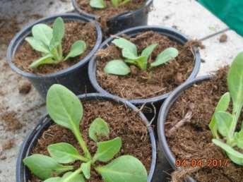 Zinnia elegans Zen