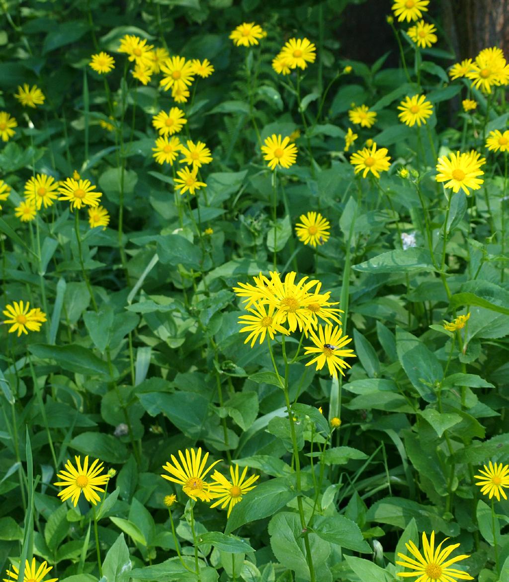 sambucifolia) a krabilice chlupatá (Chaerophyllum hirsutum) ve fragmentu mokřadní olšiny. Zajímavým objevem byl také kříženec kuklíku potočního (Geum rivale) a k. městského (G.