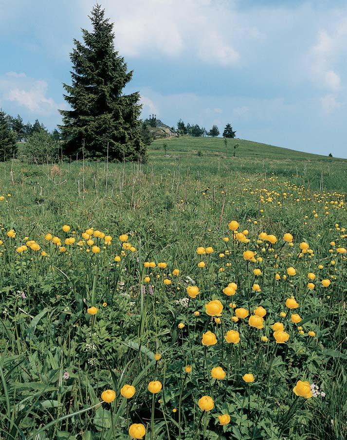 PlzeÀsko a Karlovarsko GEOLOGIE NPP leïí na peripedimentu mírnû se sklánûjícím k jihu ke Dlouhé stoce. Vlastní horninové podloïí je zde tvofieno star ími horsk mi Ïulami.