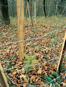 PlzeÀsko a Karlovarsko GEOLOGIE Geologick podklad tvofií enkláva amfibolického dioritu aï gabra mariánskolázeàského metabazitového komplexu obklopená stfiednû zrnitou biotitickou porfyrickou Ïulou.