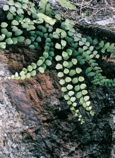 GEOLOGIE Morfologicky v razn skalní pahorek, tvofien serpentinity.