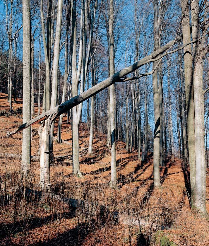 PlzeÀsko a Karlovarsko GEOLOGIE Horninové podloïí území pfiírodní rezervace je tvofieno na západní stranû masivkem amfibolitû, kter vystupuje na povrch izolovanû od hlavního mariánskolázeàského