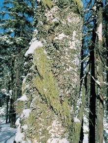 CHKO Slavkovsk les Národní pfiírodní rezervace GEOLOGIE Území rezervace pokr vá vrchovi tní organozem typická (glejová) lemovaná po okrajích organozemními gleji (pfiípadnû ra elinnou varietou