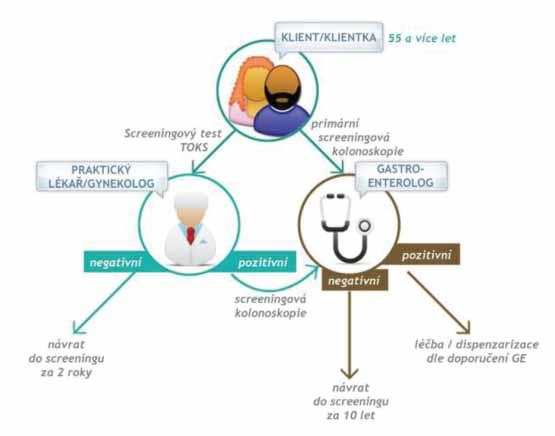 B. Asymptomatičtí jedinci ve věku 55 let a starší V těchto případech jsou 2 možnosti postupu screeningu: 1. opakovaný TOKS 2. primární screeningová kolonoskopie jako alternativní metoda testu 1.