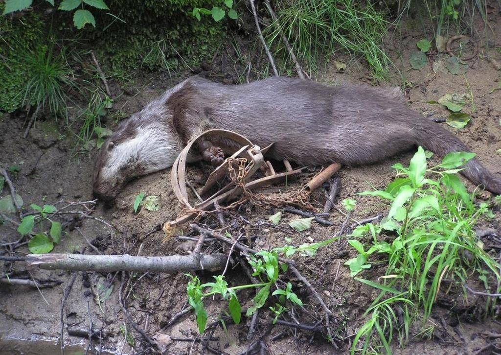 Two one-year subadult females poisoned by carbofuran were lying next to each other on the bank of a pond nearby Dačice town (Jihočeský region).