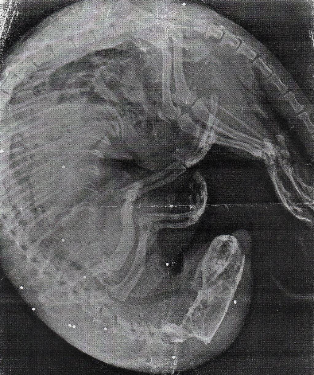 Obr. 5. Rentgenový snímek prokazující vydry u Břevnického potoka v roce 2017. Fig. 5. X-ray picture proved bullets in the body of otter found on the bank of Břevnický stream (Vysočina region) in the year 2017.