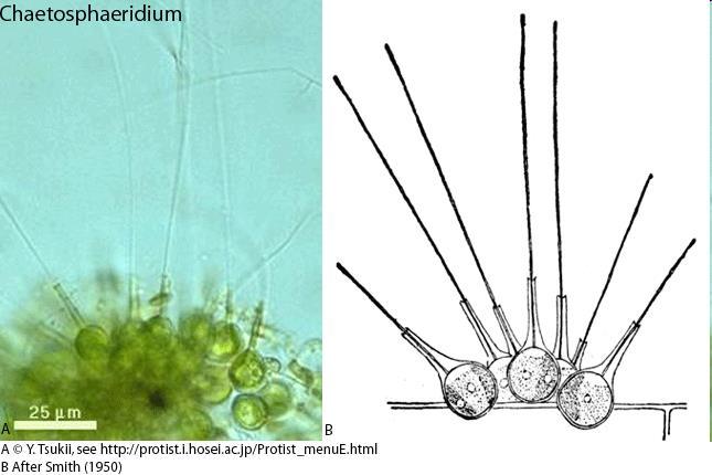 Chaetosphaeridium