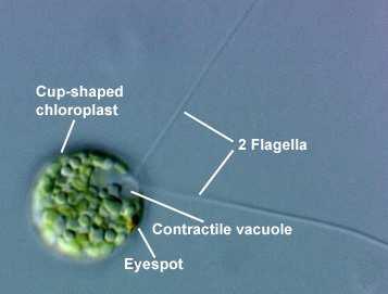 Třída Chlorophyceae (zelenivky) Řád Chlamydomonadales jednotlivě žijící bičíkovci s nahou nebo oblaněnou buňkou (chlamys) a jejich cenobia Chlamydomonas (pláštěnka) přes 400 druhů žijících ve vodě,
