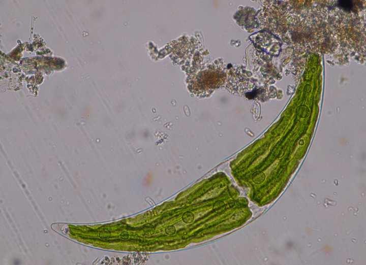 Třída Zygnematophyceae