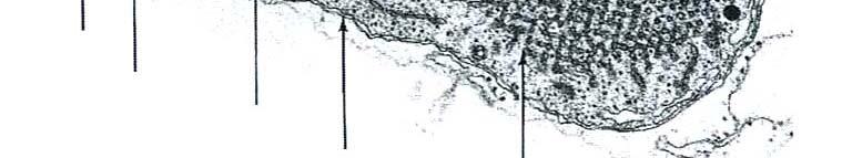 mitochondrie, 3 thylakoid, 4 obal