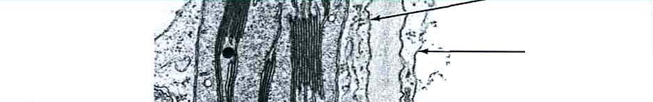 stroma buněčná stěna granum Řez chloroplastem z