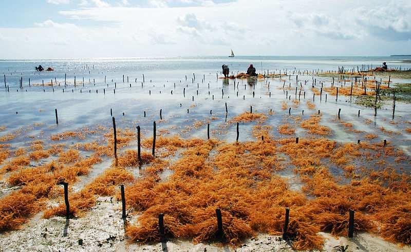 Význam a využití řas primární producenti organické hmoty mořský a sladkovodní fytoplankton při přemnožení vznikají vodní květy, vegetační zbarvení vody pokrm (e.g. Porphyra) surovina potaš, soda, jód akvakultura, biotechnologie seaweed farming Obrázek: Moongateclimber; public domain https://upload.