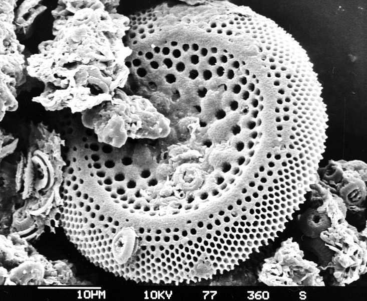 Třída Bacillariophyceae (rozsivky) frustula má paprsčitou symetrii u