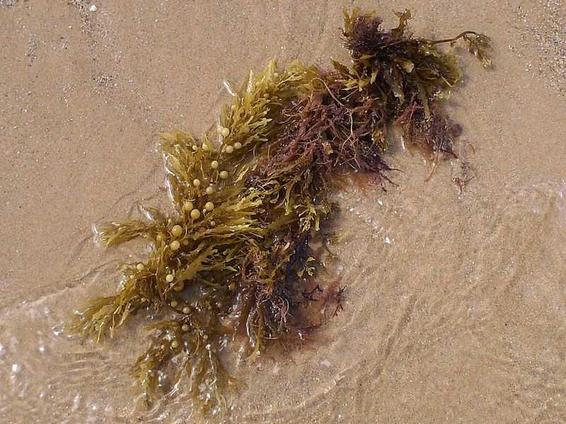 Třída Phaeophyceae (hnědé řasy)* Řád Fucales Sargassum (hroznovice) benticky po celé zeměkouli Obrázek Graça Gaspar: CC BY-SA 3.