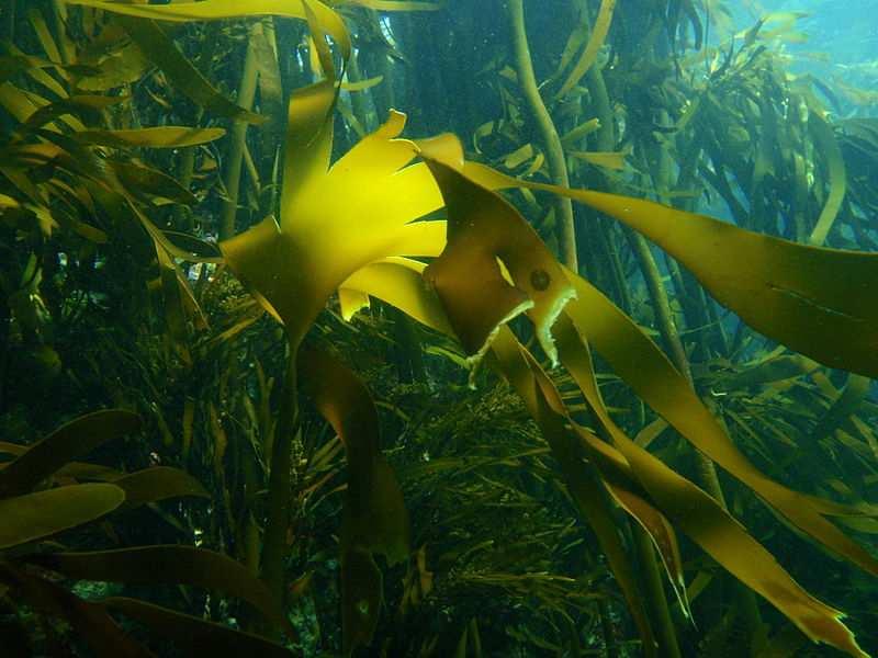 Třída Phaeophyceae (hnědé řasy) Řád Laminariales Nereocystis severoamerické pobřeží Tichého oceánu, až 30 m dlouhá pěstován Obrázek Pbsouthwood: CC BY-SA 3.