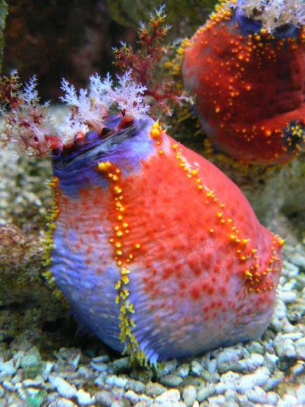 poškozují korály nenároční na