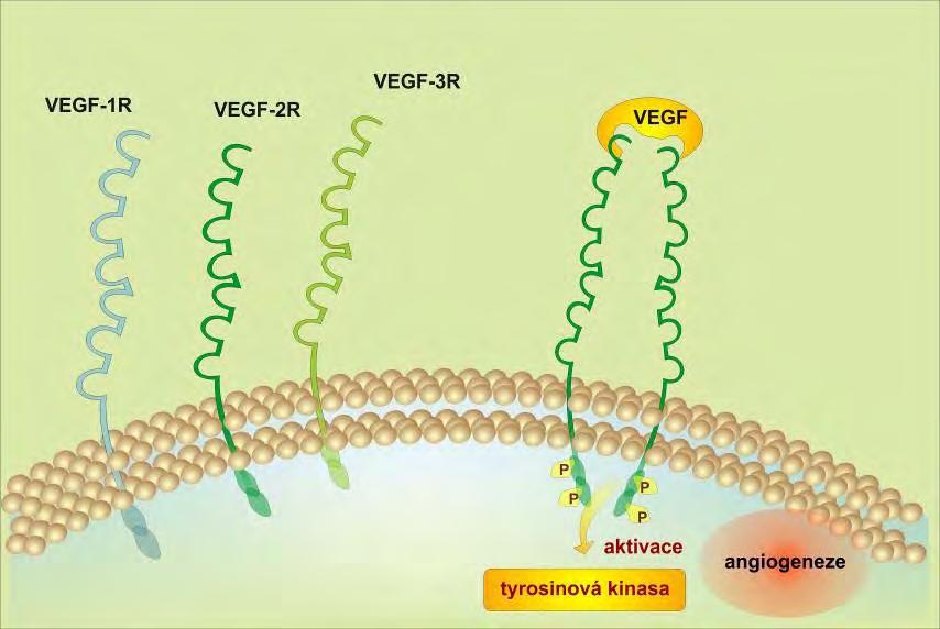 signální dráhy VRGF