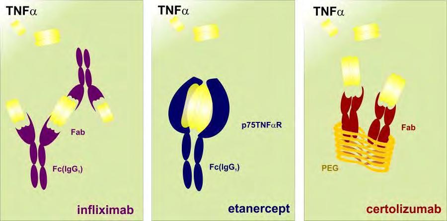 neutralizace TNFα