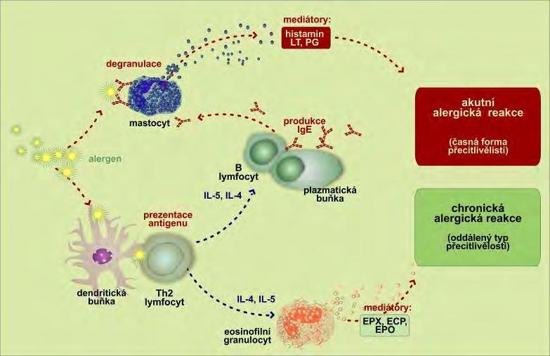alergický zánět akutní a