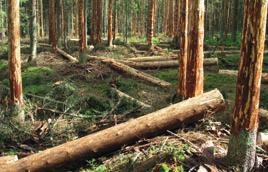 Další kroky inspekce budou záviset na zjištěních, uvedených ve znaleckém posudku. OI Liberec Společnost SOLARBEN, s. r. o.