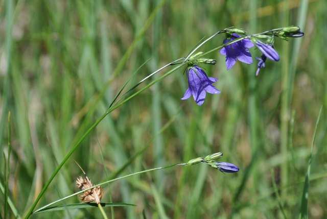 Čeleď Campanulaceae