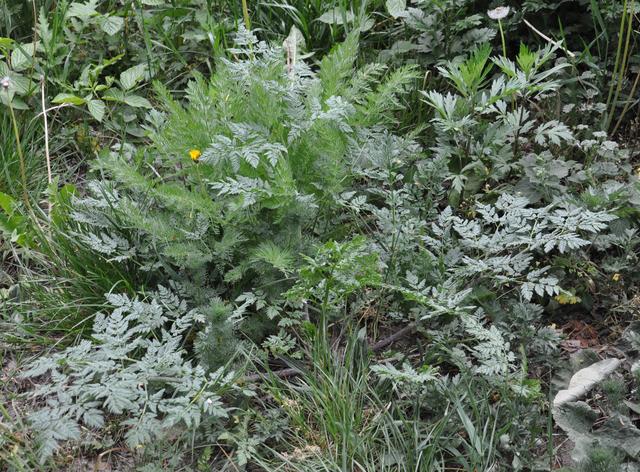 Řád Apiales Čeleď Apiaceae (miříkovité) Conium maculatum (bolehlav plamatý) obsahuje např.