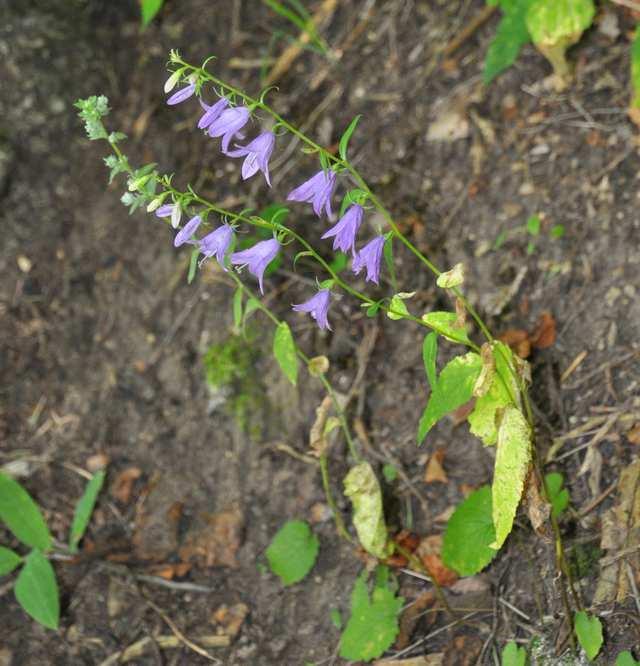 Čeleď Campanulaceae (zvonkovité) Campanula