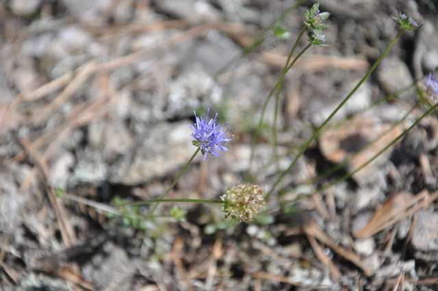 Čeleď Campanulaceae (zvonkovité)* Jasione