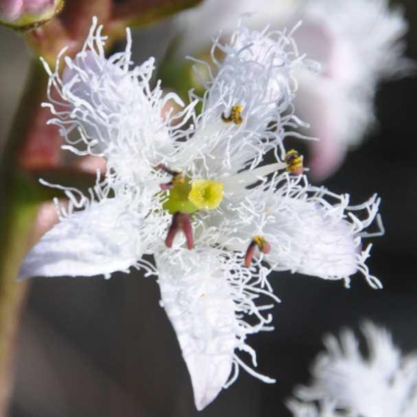 * Čeleď Menyanthaceae (vachtovité) mokřadní nebo