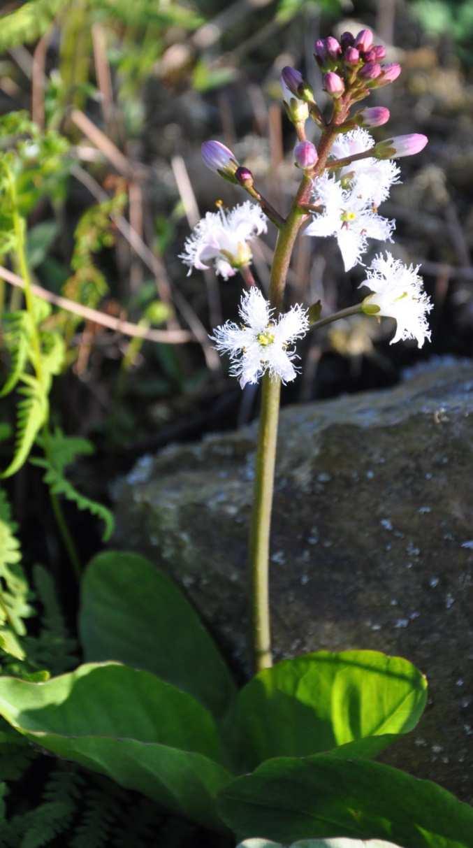 trojčetné distribution: worldwide 5/58 Menyanthes