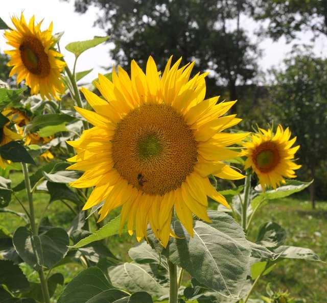 Čeleď Asteraceae (hvězdnicovité)