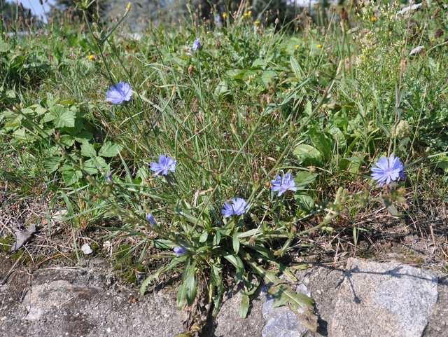 Čeleď Asteraceae (hvězdnicovité) Cichorium intybus (čekanka obecná)