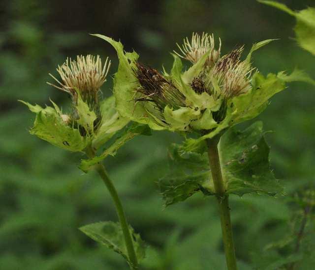 Čeleď Asteraceae (hvězdnicovité) Cirsium