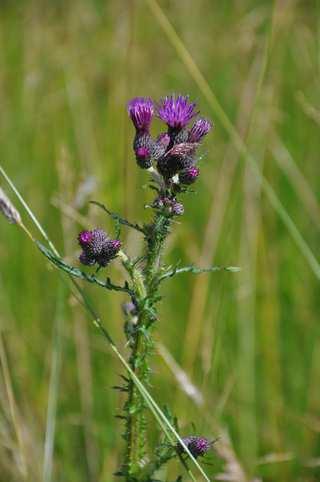 oleraceum (p. zelinný) a C. palustre (p.