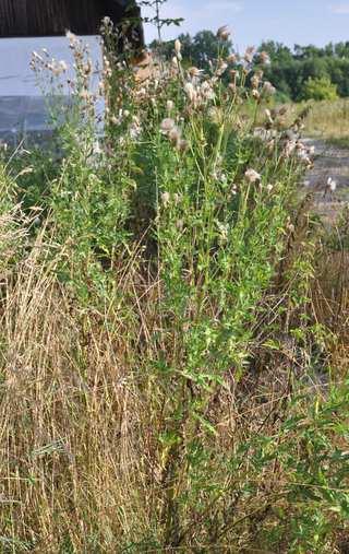 Čeleď Asteraceae (hvězdnicovité)